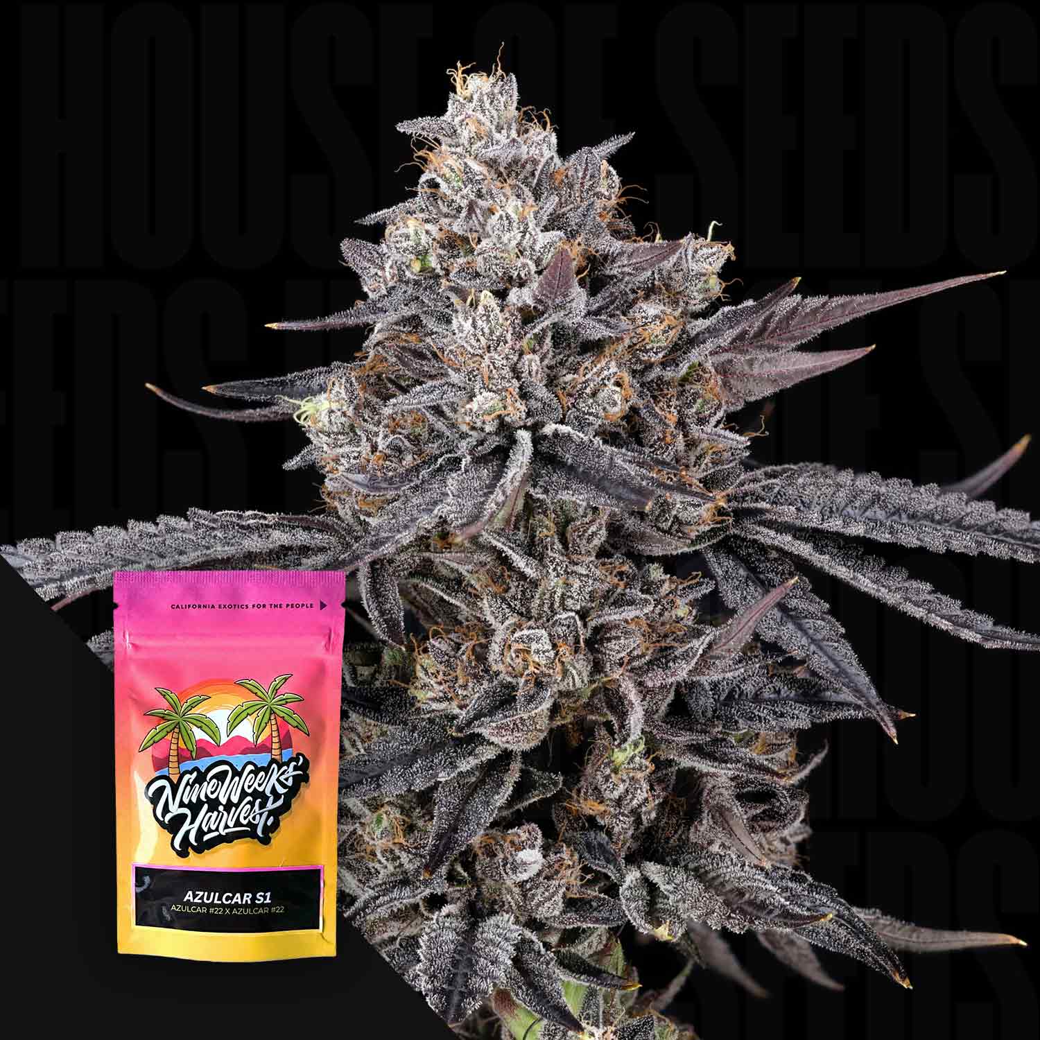 Nahaufnahme einer frostigen Cannabispflanze mit einer bunten Nine Weeks Harvest Azulcar S1-Samentüte in der Ecke.