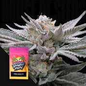Nahaufnahme einer frostigen Cannabispflanze mit dichten Knospen, mit Nine Weeks Harvest Candy Peach Pie Verpackung