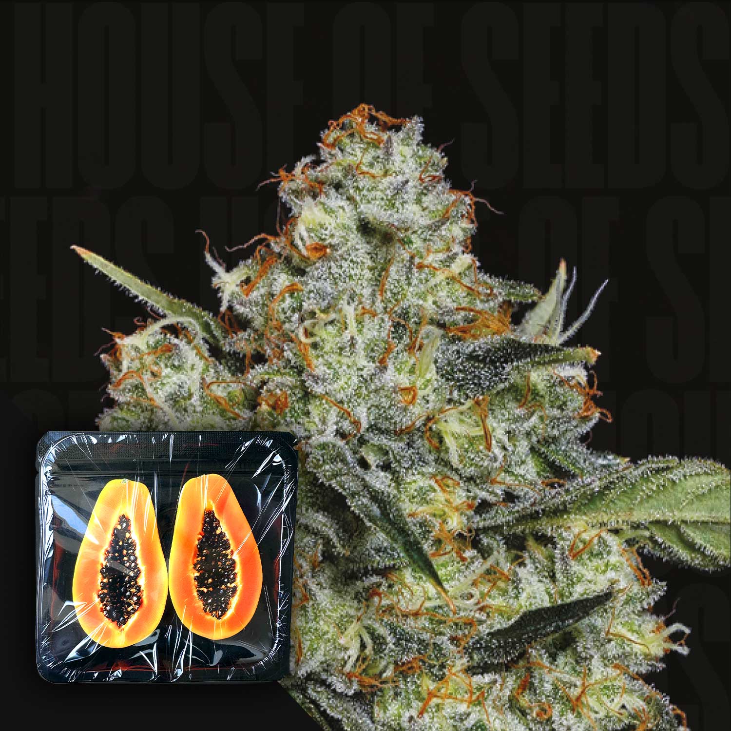 Frostige Cannabisknospe mit orangefarbenen Haaren neben einer Packung Dulce de Papaya von Nine Weeks Harvest auf dunklem Hintergrund