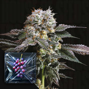 Nahaufnahme der violett gefärbten Knospe von Nine Weeks Harvest Hashdrip neben in Plastik verpackten Trauben.