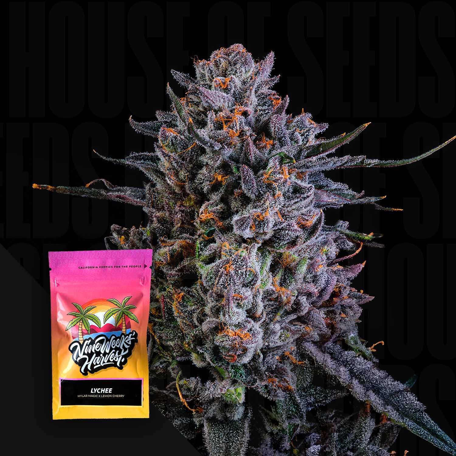 6 Samen | Feminisiert) Packung von Nine Weeks Harvest im Vordergrund.