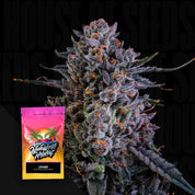 Nahaufnahme einer frostigen lila Knospe mit einer Lychee (3/6 Samen | Feminisiert) Packung von Nine Weeks Harvest im Vordergrund.