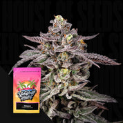 Frostige lilafarbene Cannabispflanze neben leuchtendem Nine Weeks Harvest Monaco Samenpaket mit Palmen und Sonnenuntergang