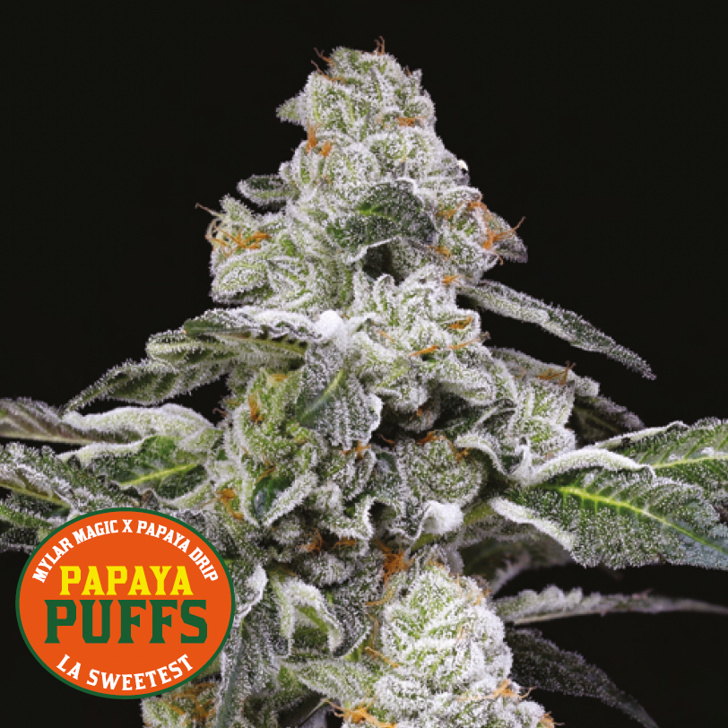 Nahaufnahme einer frostigen Cannabispflanze mit weißen Trichomen, Ecke zeigt Papaya Puffs Logo von Nine Weeks Harvest