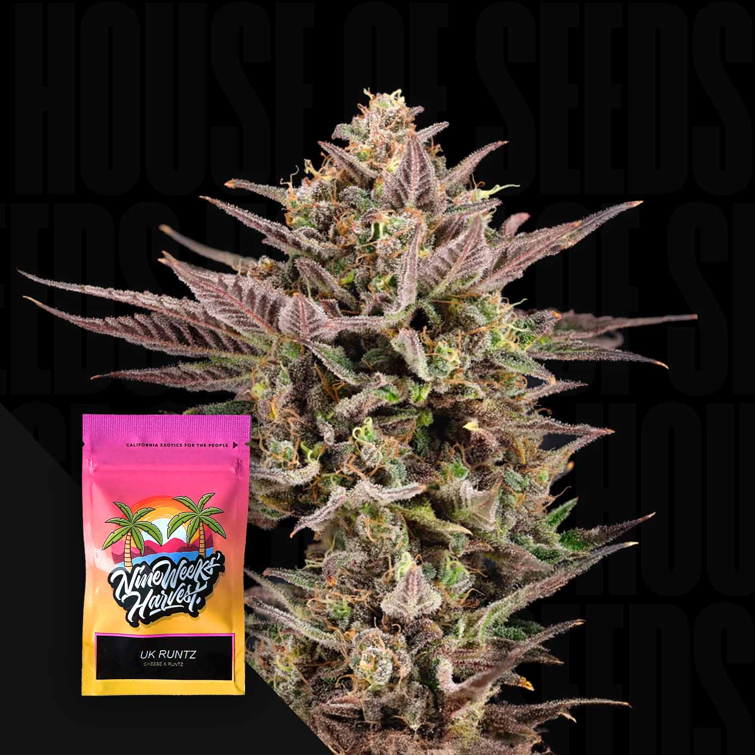 Eine Nahaufnahme einer UK Runtz Cannabis Knospe mit einem bunten Nine Weeks Harvest Samenpaket davor.