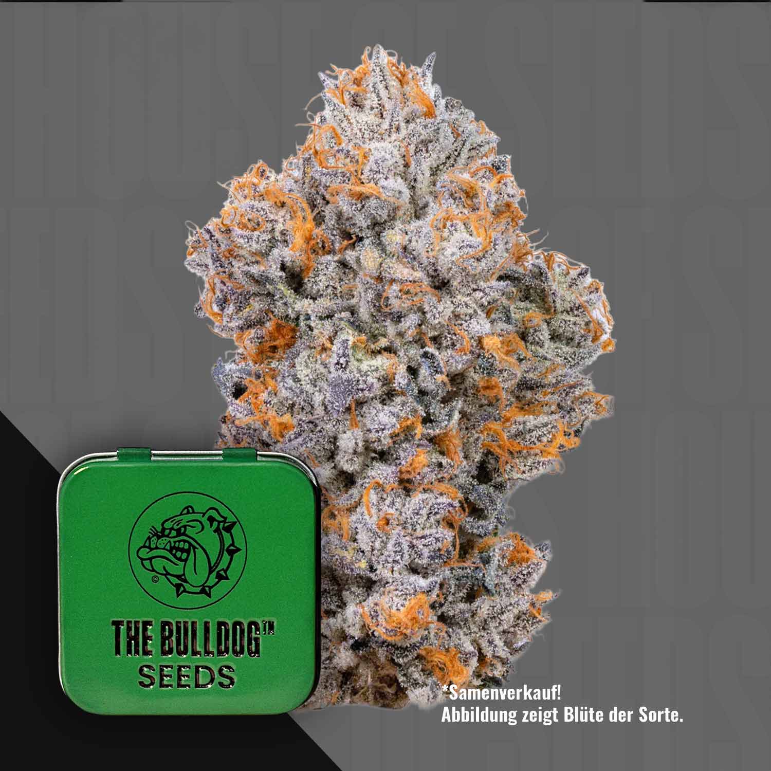 Eine frostige TB Biscotti Knospe mit orangen Haaren neben einer grünen The Bulldog Seeds Dose.