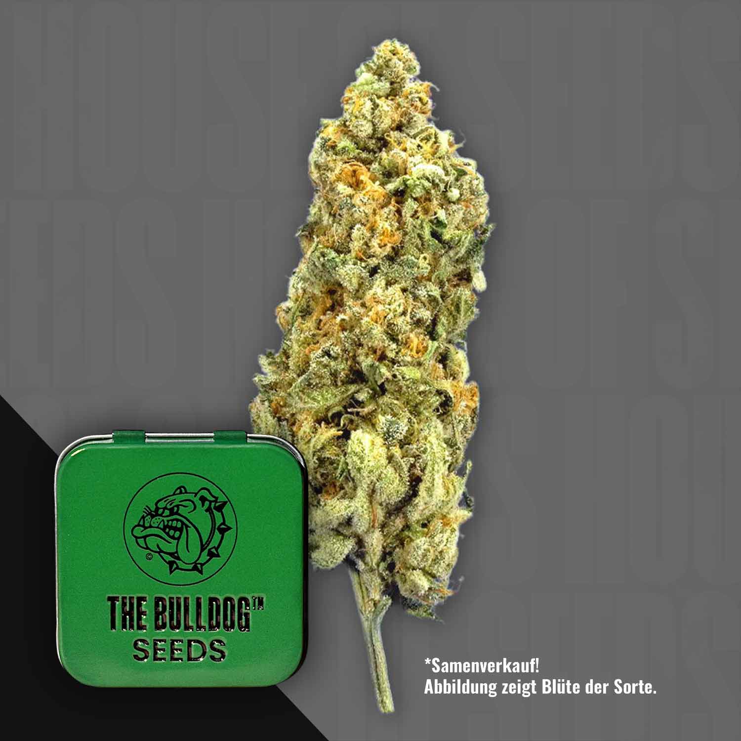 Eine Nahaufnahme einer TB Mimosa Cannabisknospe neben einer grünen The Bulldog Seeds-Dose.