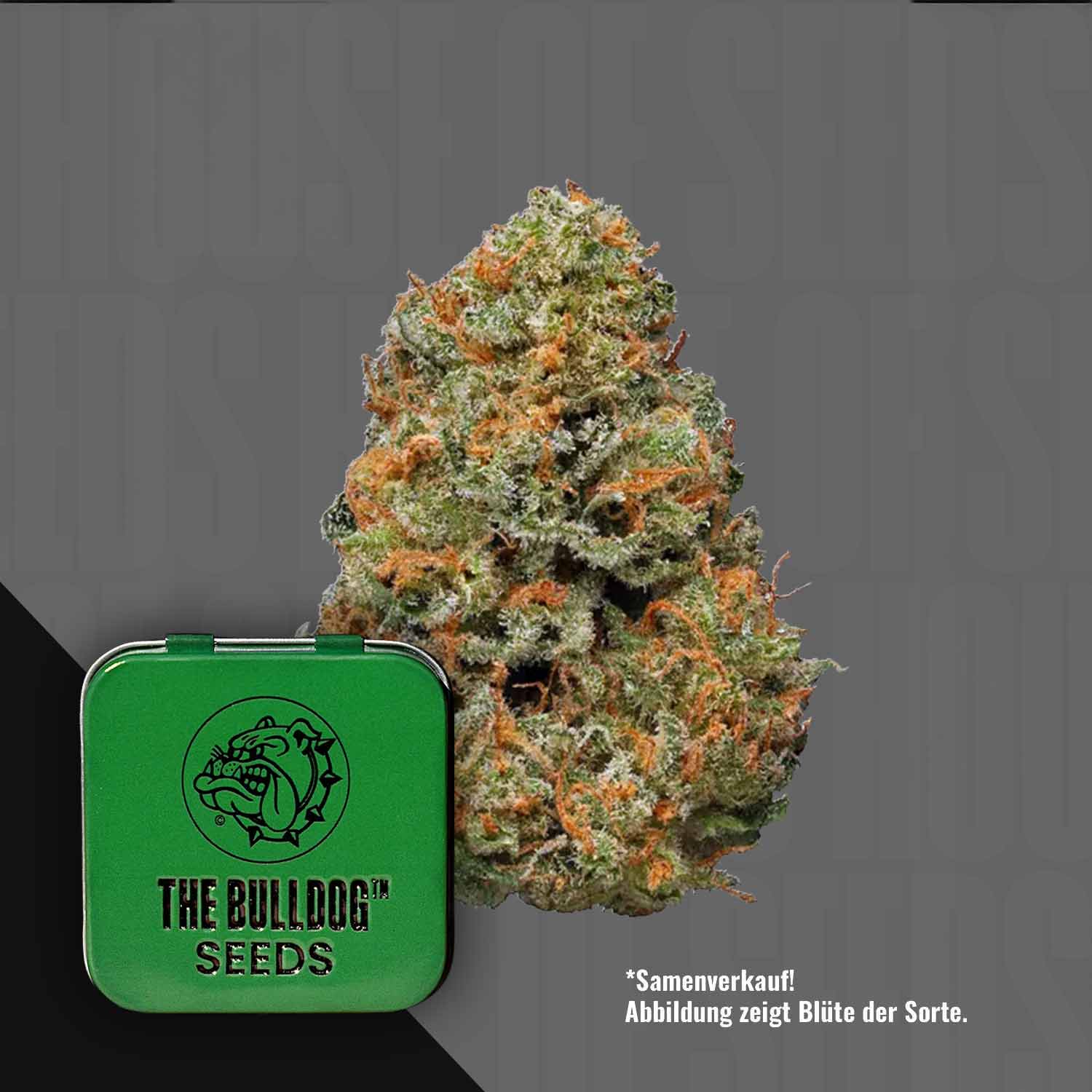 Eine TB Papaya Cannabis Knospe neben einer grünen The Bulldog Seeds Dose auf einem grauen Hintergrund.