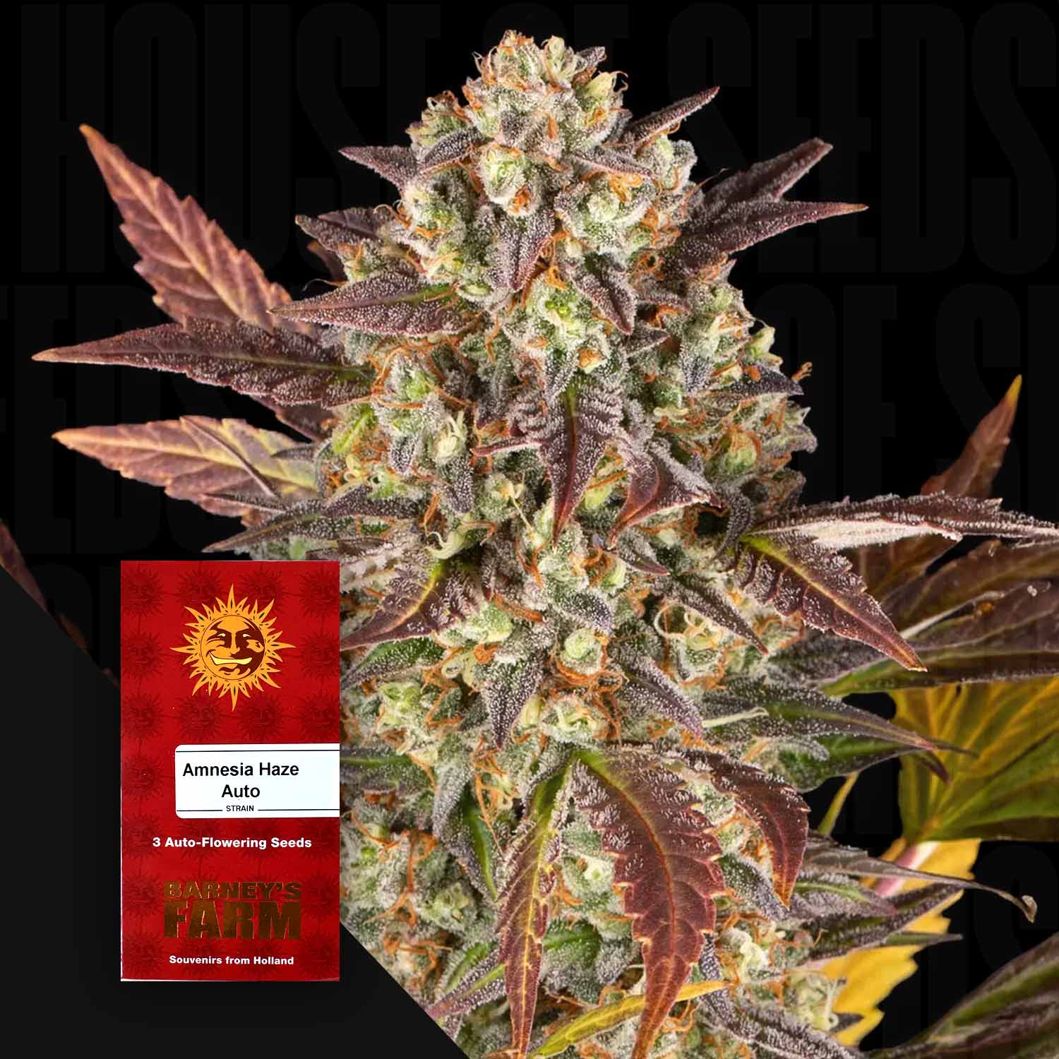 Frostige Cannabispflanze mit dichten Knospen und lila Blättern, Amnesia Haze Auto Samenpaket von Barney’s Farm mit 3 Samen im Vordergrund