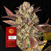 Frostige Cannabispflanze mit dichten Knospen und lila Blättern, Amnesia Haze Auto Samenpaket von Barney’s Farm mit 3 Samen im Vordergrund