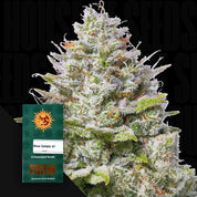 Frostige Cannabispflanze mit Trichomen, Blue Gelato 41 Samenpaket von Barney’s Farm in der unteren linken Ecke