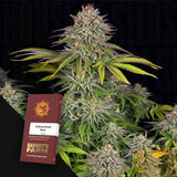 Critical Kush Auto