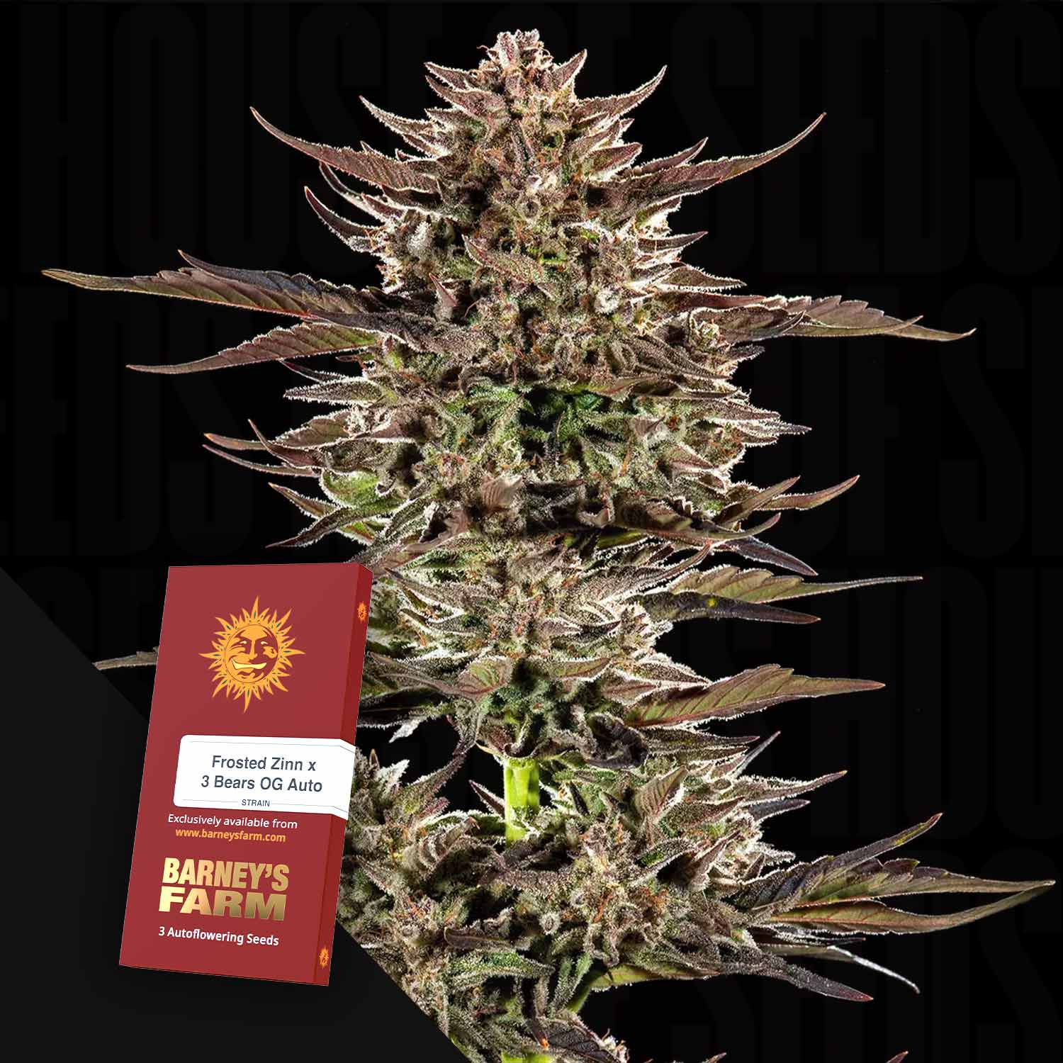 Nahaufnahme einer Cannabispflanze neben einem Barney's Farm Frosted Zinn x 3 Bears OG Auto Samenpaket.