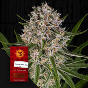 Lemon Haze Auto Knospe von Barney’s Farm mit Trichomen und grünen Blättern, rotes Samenpaket vor dunklem Hintergrund