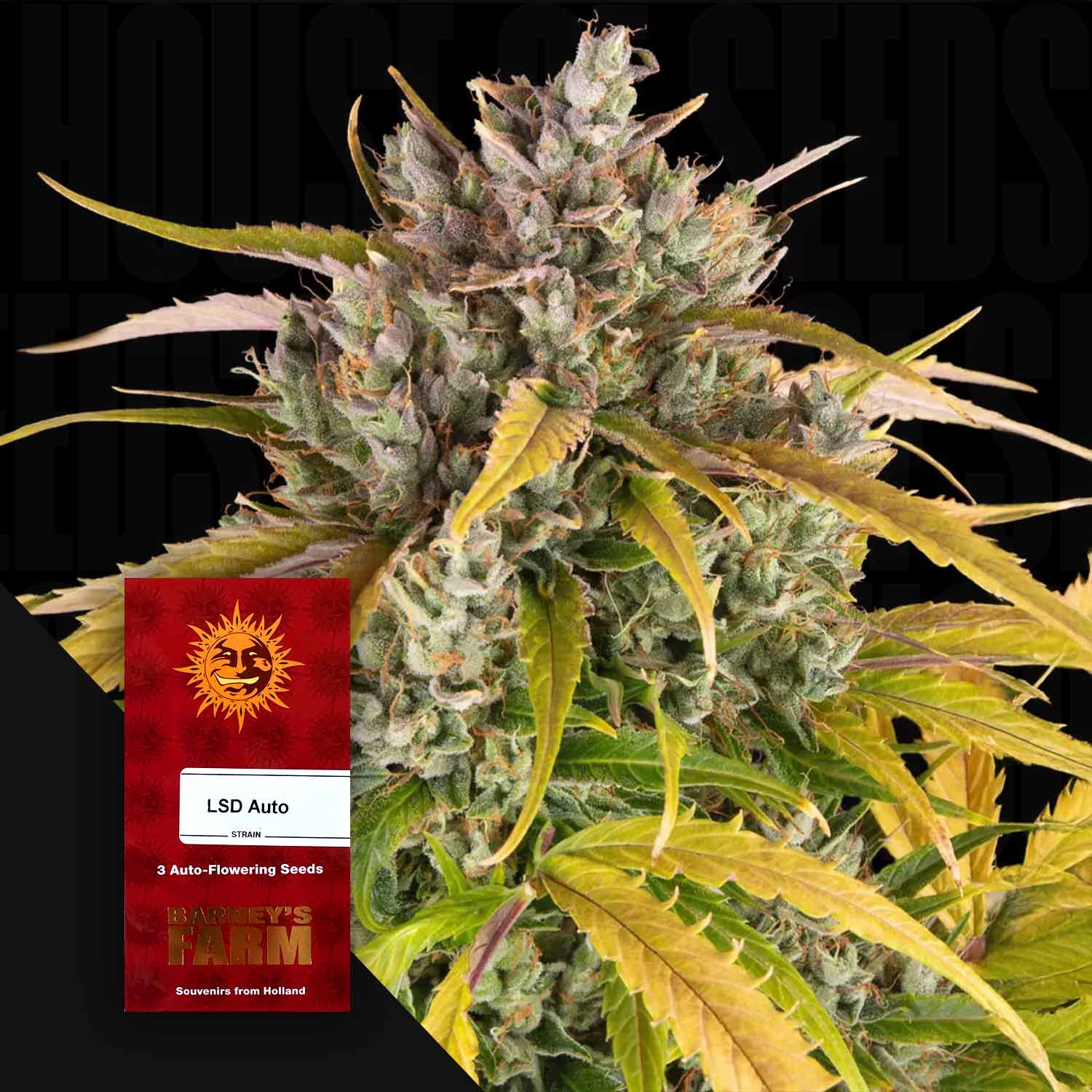 Dichte Cannabispflanze mit frostigen Trichomen und gelb-grünen Blättern, rotes LSD Auto Samenpaket von Barney’s Farm daneben