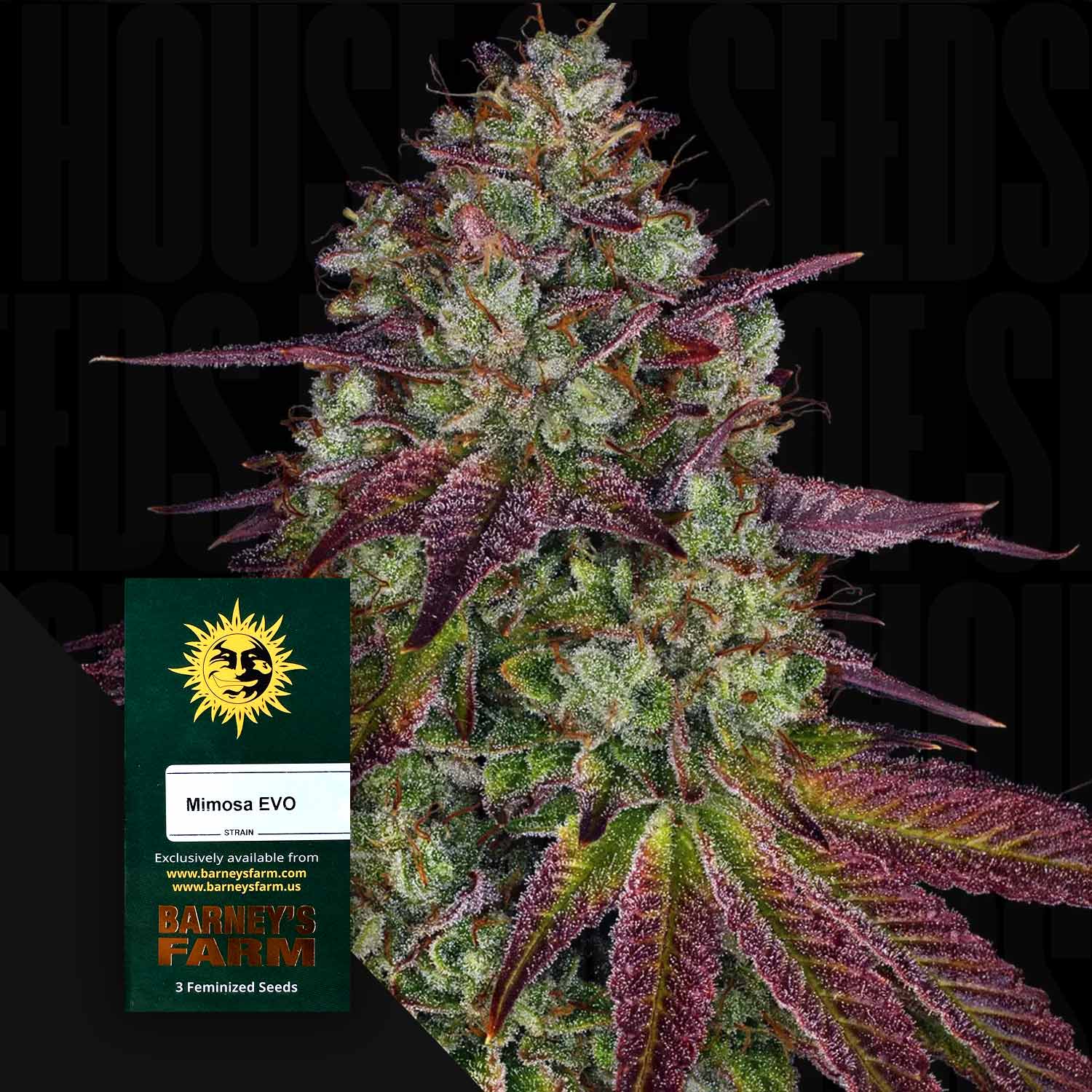 BF-MI-0