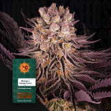 Mimosa x Orange Punch