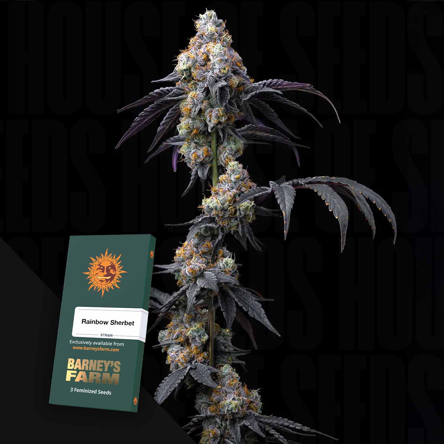 Hohe Cannabispflanze mit lila Knospen neben einem Barney's Farm Rainbow Sherbet Samenpaket.