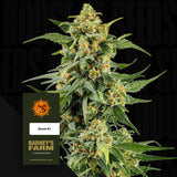 Skunk #1