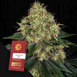 Skywalker OG Auto