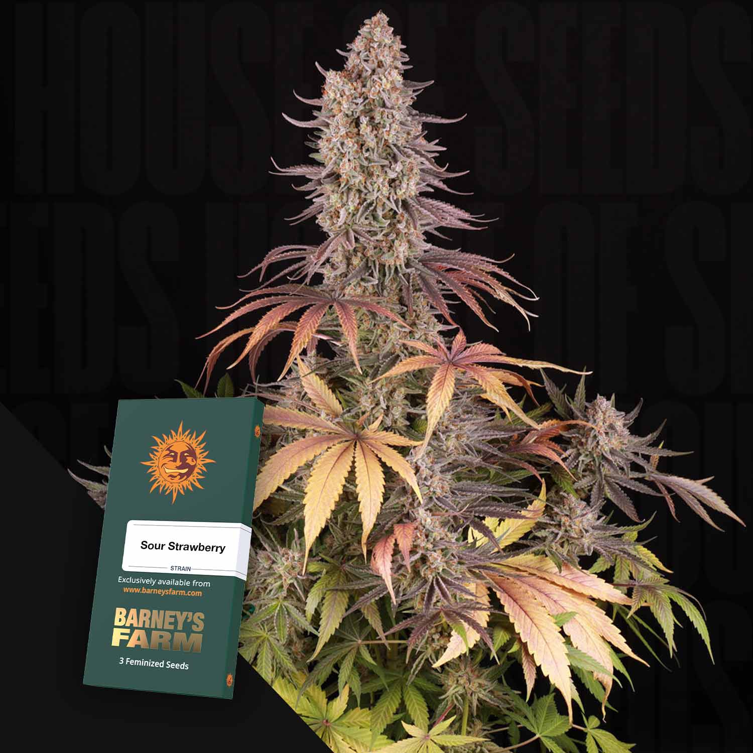 grünen Blättern und etikettiertem Samenpaket.