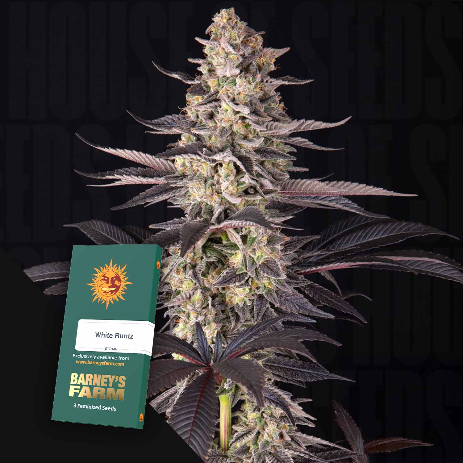 Eine Cannabispflanze mit dichten Knospen und einem Barney's Farm White Runtz-Samenpäckchen im Vordergrund.