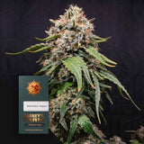White Widow