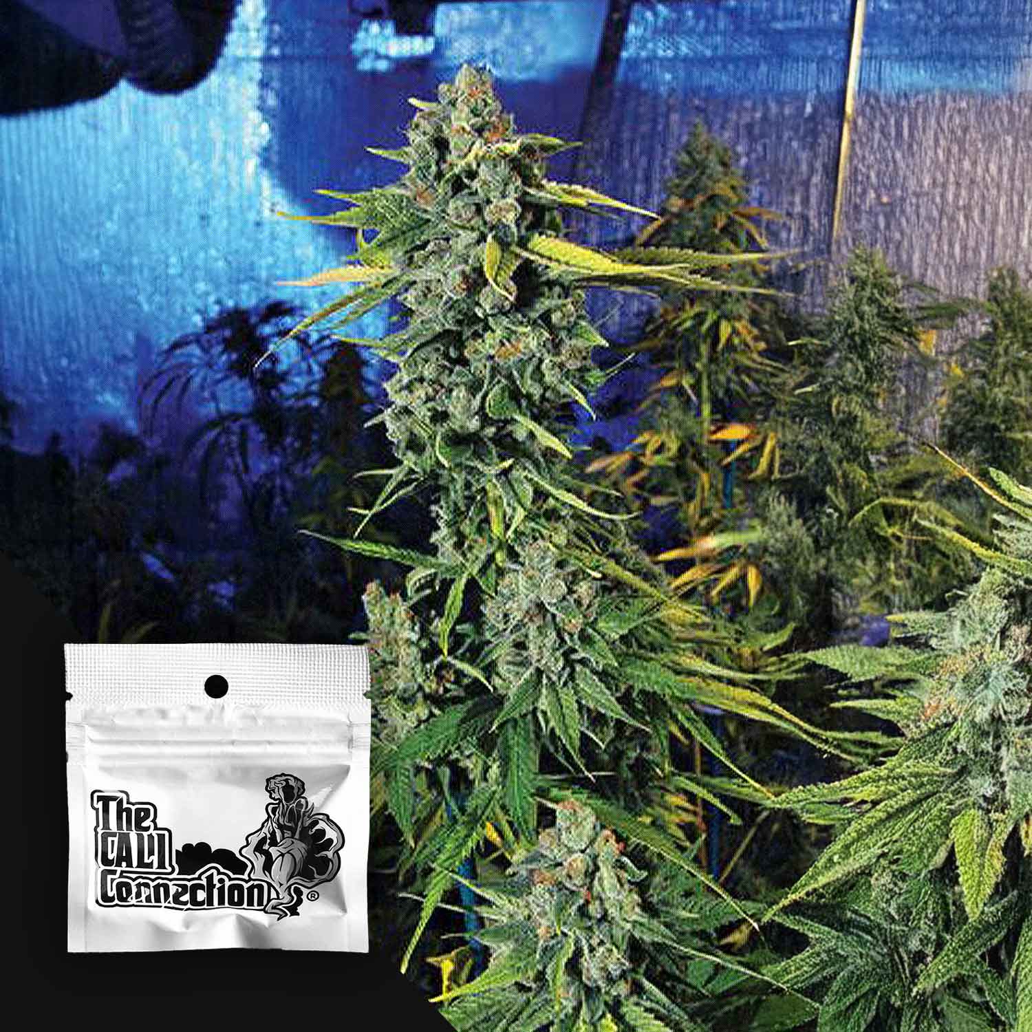 Nahaufnahme von Blue Dream Haze mit dichten harzigen Knospen, vorne weiße Cali Connection Packung vor blauem Hintergrund