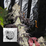 Black Kush