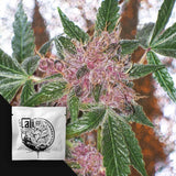 Cherries Jubilee