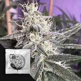 Jupiter OG Kush