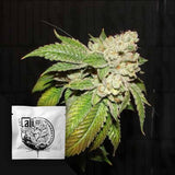 Larry OG Kush