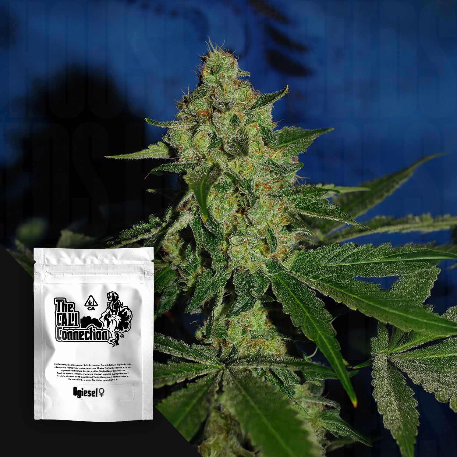 Nahaufnahme frostiger Cannabisknospen mit grünen Blättern, vorne weiße Cali Connection OGiesel Verpackung