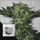 Original Sour Diesel