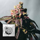 Passion Berry