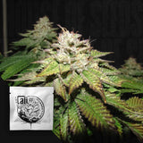 Pre-98 Bubba BX2