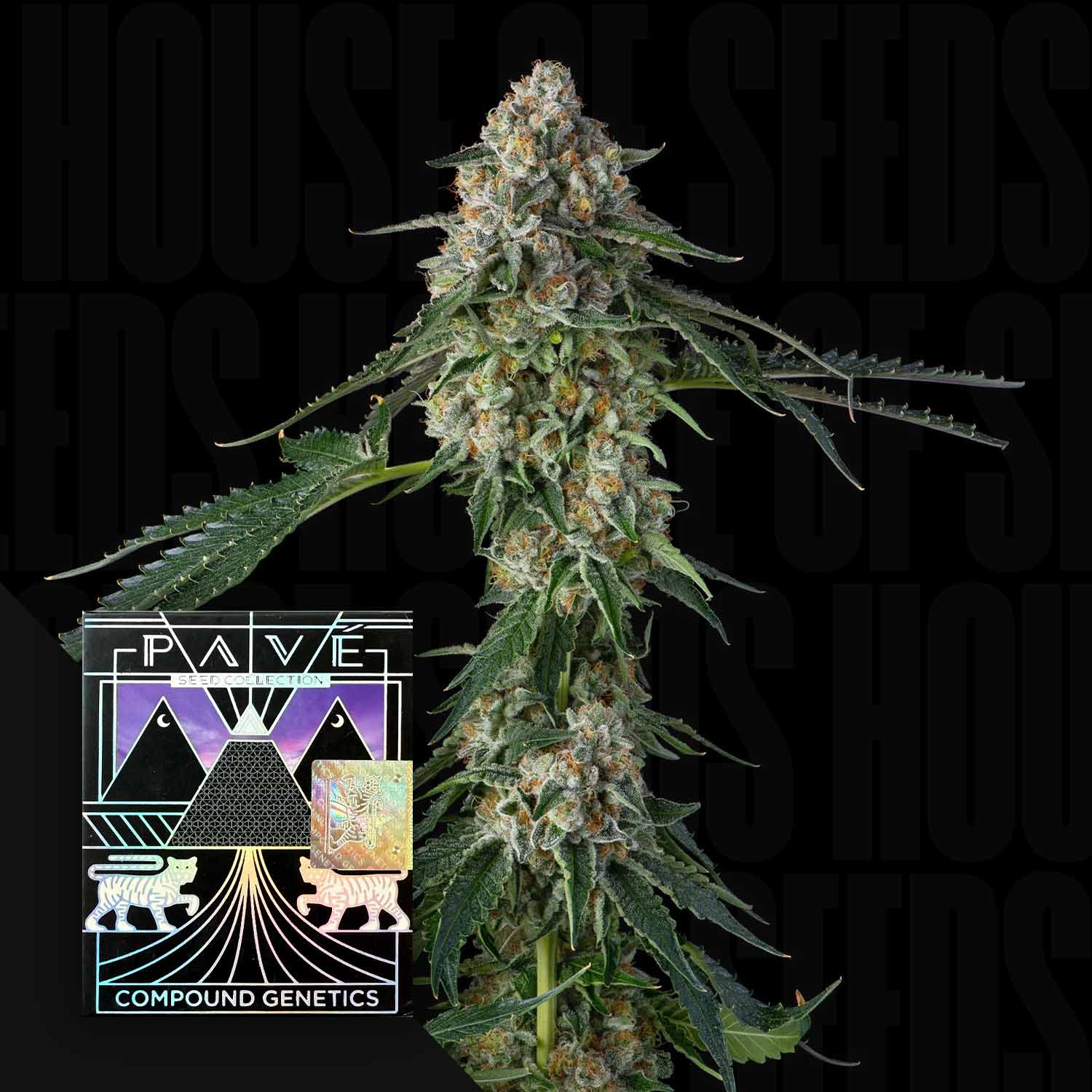 Eine Nahaufnahme einer Honeycomb Pavé Cannabis Knospe mit einem bunten Compound Genetics Etikett in der Ecke.