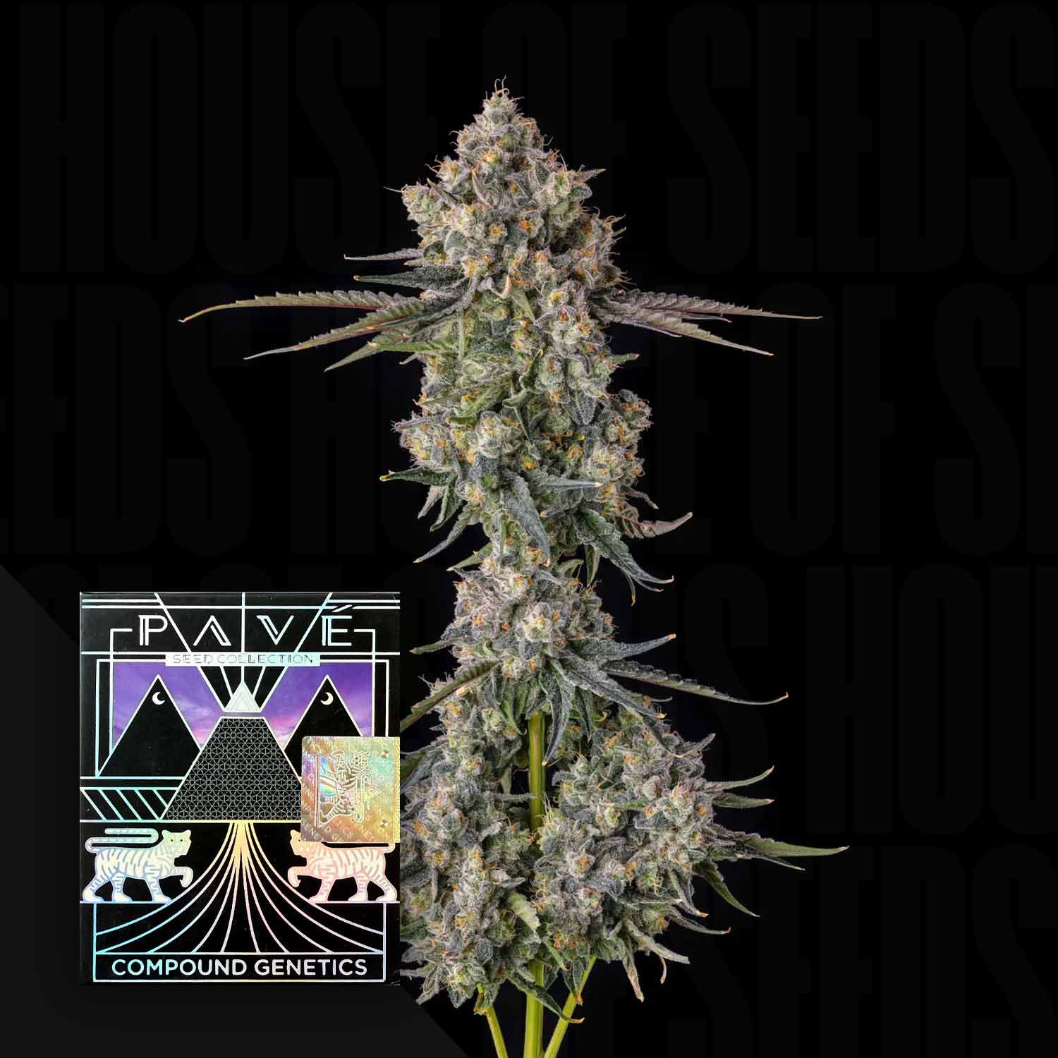 Eine dichte Cannabisknospe neben einem geometrischen Logo mit der Aufschrift Zhampagne Compound Genetics auf schwarzem Hintergrund.