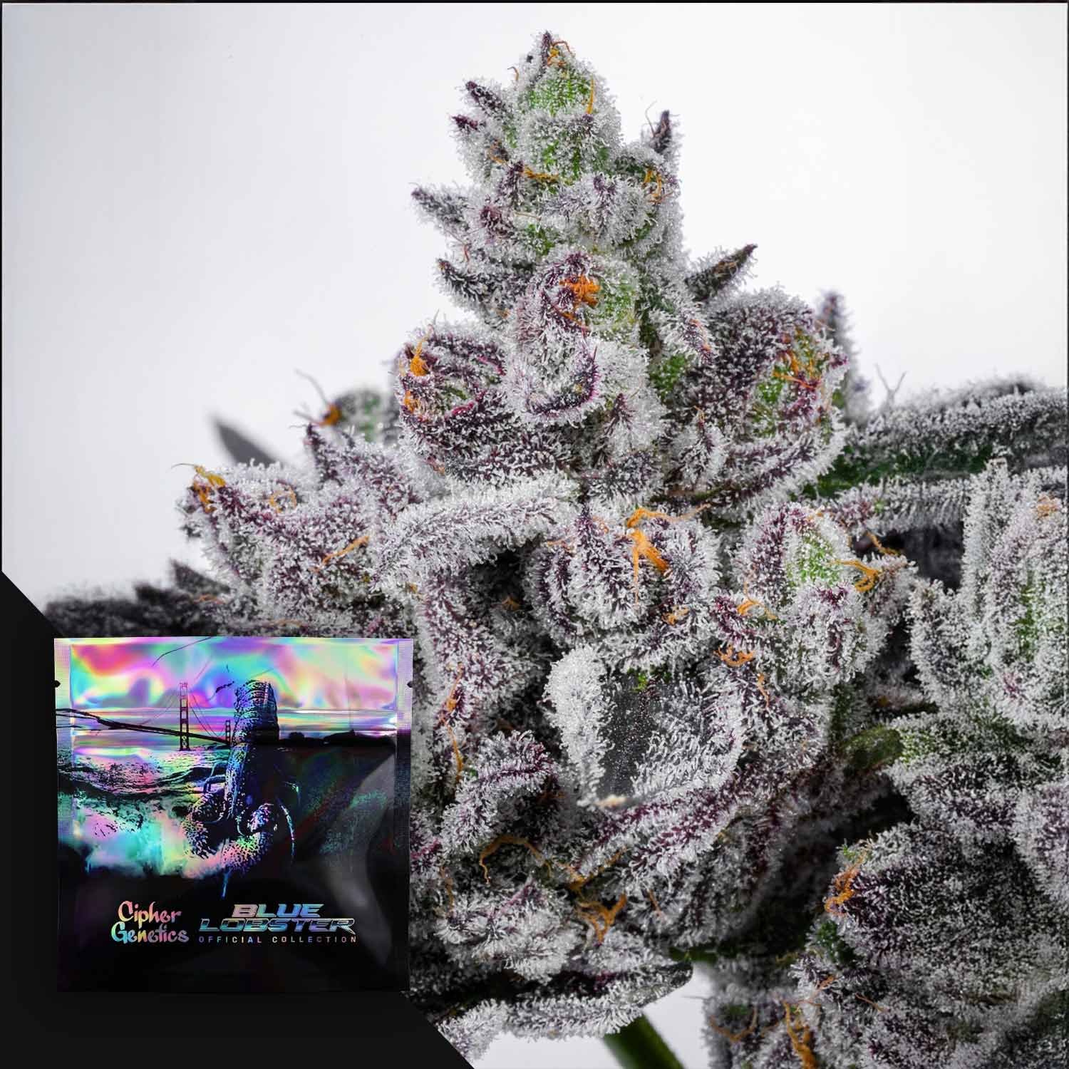 Cotton Candy Lobster von Cipher Genetics: frostige Knospe mit lila Farbtönen; schillernde Verpackung in der Ecke.