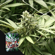 Nahaufnahme von RLX Runtz Cannabis von Devil's Harvest mit grünen Knospen und Blättern, Samenpäckchen in der Ecke.