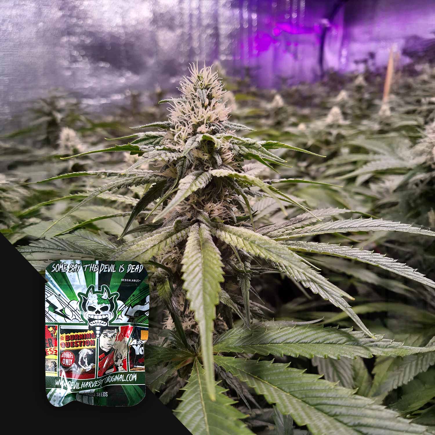 Nahaufnahme einer Strawberry Sour Diesel Cannabispflanze von Devil's Harvest, Samenpackung im Vordergrund.