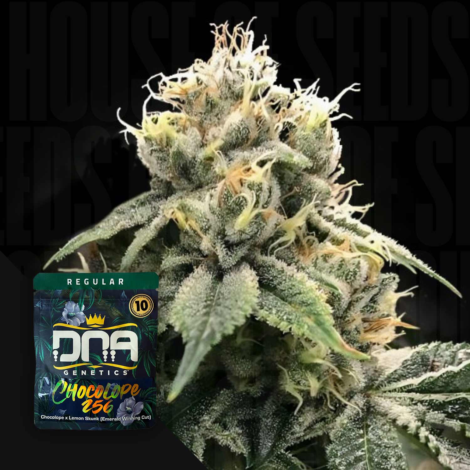 Nahaufnahme einer frostigen Cannabisknospe mit orangefarbenen Haaren; DNA Genetics Chocolope 256 Samenpackung in der Ecke.