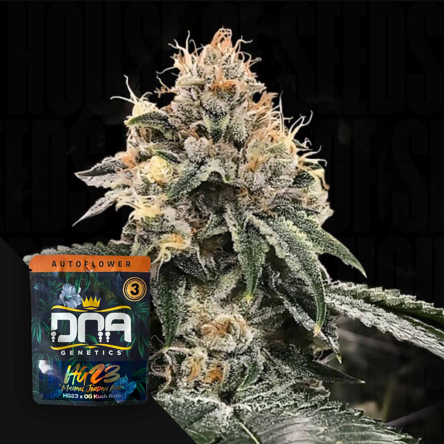DNA-H23A-0