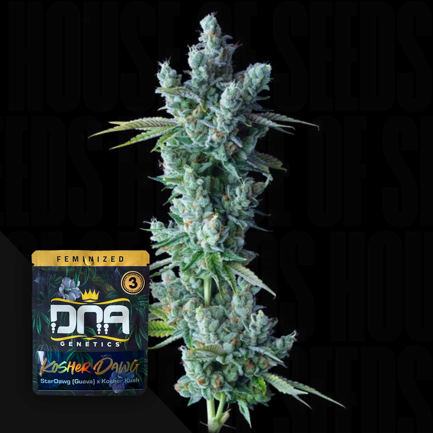 Eine dichte, frostige Kosher Dawg-Knospe von DNA Genetics neben ihrer gebrandeten Samenpackung.