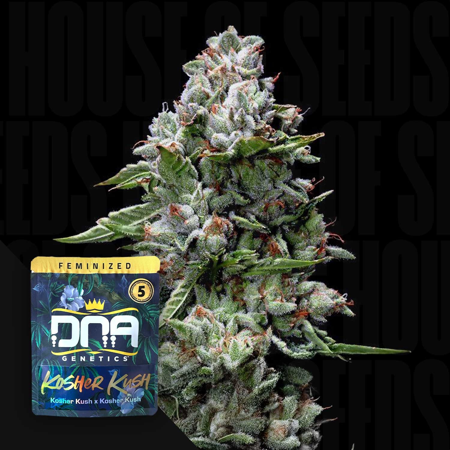 Nahaufnahme einer frostigen Kosher Kush Knospe mit einer DNA Genetics Samenpackung in der Ecke.