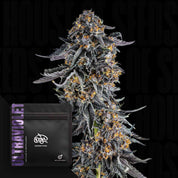 Nahaufnahme einer dichten, violetten „Doja Ultraviolet“-Cannabisknospe mit orangefarbenen Härchen neben ihrer schwarzen Verpackung.