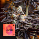 Zoapium