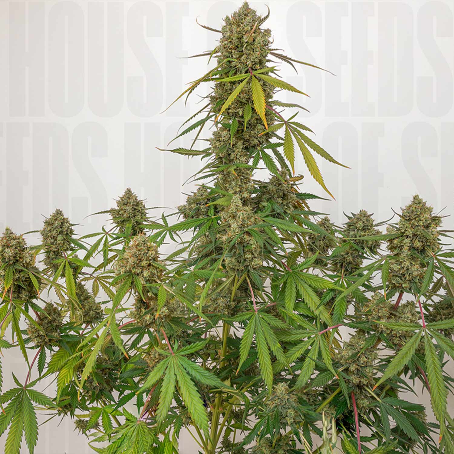 Reife Auto Elephant Pflanze von Super Sativa Seed Club mit dichten Knospen und gezackten Blättern