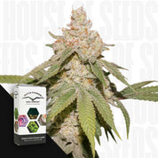 Nahaufnahme einer Cannabispflanze mit trichombedeckten Knospen, vorne Dutch Passion Auto SFV OG Packung