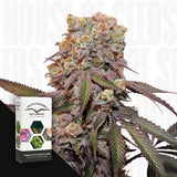 Candy Bubatz XL